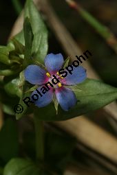 Blauer Gauchheil, Anagallis foemina, Primulaceae, Anagallis foemina, Anagallis arvensis ssp. foemina, Anagallis coerulea, Blauer Gauchheil, Habitat, Blauer Gauchheil, mit Acker-Gauchheil (Anagallis arvensis) und Acker-Stiefmütterchen (Viola arvensis) Kauf von 05961anagallis_foeminaimg_3933.jpg