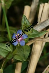 Blauer Gauchheil, Anagallis foemina, Primulaceae, Anagallis foemina, Anagallis arvensis ssp. foemina, Anagallis coerulea, Blauer Gauchheil, Habitat, Blauer Gauchheil, mit Acker-Gauchheil (Anagallis arvensis) und Acker-Stiefmtterchen (Viola arvensis) Kauf von 05961anagallis_foeminaimg_3934.jpg