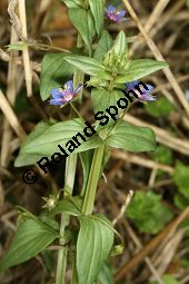 Blauer Gauchheil, Anagallis foemina, Primulaceae, Anagallis foemina, Anagallis arvensis ssp. foemina, Anagallis coerulea, Blauer Gauchheil, Habitat, Blauer Gauchheil, mit Acker-Gauchheil (Anagallis arvensis) und Acker-Stiefmtterchen (Viola arvensis) Kauf von 05961anagallis_foeminaimg_3936.jpg