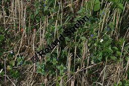 Blauer Gauchheil, Anagallis foemina, Primulaceae, Anagallis foemina, Anagallis arvensis ssp. foemina, Anagallis coerulea, Blauer Gauchheil, Habitat, Blauer Gauchheil, mit Acker-Gauchheil (Anagallis arvensis) und Acker-Stiefmtterchen (Viola arvensis) Kauf von 05961anagallis_foeminaimg_3937.jpg