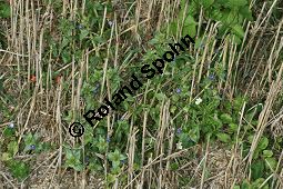 Blauer Gauchheil, Anagallis foemina, Primulaceae, Anagallis foemina, Anagallis arvensis ssp. foemina, Anagallis coerulea, Blauer Gauchheil, Habitat, Blauer Gauchheil, mit Acker-Gauchheil (Anagallis arvensis) und Acker-Stiefmütterchen (Viola arvensis) Kauf von 05961anagallis_foeminaimg_3938.jpg