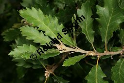Pyrenäen-Eiche, Quercus pyrenaica Kauf von 05966quercus_pyrenaicaimg_9826.jpg