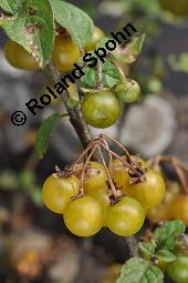 Gelber Nachtschatten, Oranger Nachtschatten, Gelbfrüchtiger Nachtschatten, Solanum luteum, Solanum villosum, Solanum luteum, Solanum villosum, Gelber Nachtschatten, Oranger Nachtschatten, Gelbfrüchtiger Nachtschatten, Solanaceae, fruchtend Kauf von 05982_solanum_luteum_dsc_7380.jpg
