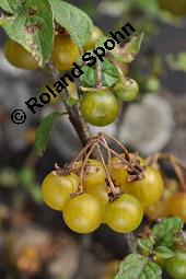 Gelber Nachtschatten, Oranger Nachtschatten, Gelbfrchtiger Nachtschatten, Solanum luteum, Solanum villosum, Solanum luteum, Solanum villosum, Gelber Nachtschatten, Oranger Nachtschatten, Gelbfrchtiger Nachtschatten, Solanaceae, fruchtend Kauf von 05982_solanum_luteum_dsc_7380.jpg