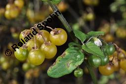 Gelber Nachtschatten, Oranger Nachtschatten, Gelbfrüchtiger Nachtschatten, Solanum luteum, Solanum villosum, Solanum luteum, Solanum villosum, Gelber Nachtschatten, Oranger Nachtschatten, Gelbfrüchtiger Nachtschatten, Solanaceae, fruchtend Kauf von 05982_solanum_luteum_dsc_7381.jpg