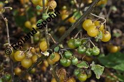 Gelber Nachtschatten, Oranger Nachtschatten, Gelbfrüchtiger Nachtschatten, Solanum luteum, Solanum villosum, Solanum luteum, Solanum villosum, Gelber Nachtschatten, Oranger Nachtschatten, Gelbfrüchtiger Nachtschatten, Solanaceae, fruchtend Kauf von 05982_solanum_luteum_dsc_7382.jpg