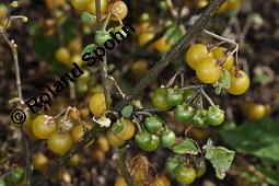 Gelber Nachtschatten, Oranger Nachtschatten, Gelbfrchtiger Nachtschatten, Solanum luteum, Solanum villosum, Solanum luteum, Solanum villosum, Gelber Nachtschatten, Oranger Nachtschatten, Gelbfrchtiger Nachtschatten, Solanaceae, fruchtend Kauf von 05982_solanum_luteum_dsc_7382.jpg