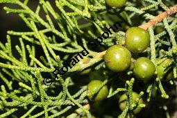 Phönizischer Wacholder, Juniperus phoenicea Kauf von 06011_juniperus_phoenicea_img_2170.jpg