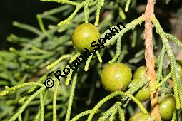 Phönizischer Wacholder, Juniperus phoenicea Kauf von 06011_juniperus_phoenicea_img_2171.jpg