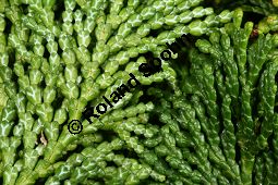 Feuer-Scheinzypresse, Hinoki-Scheinzypresse, Chamaecyparis obtusa Kauf von 06022_chamaecyparis_obtusa_img_6713.jpg