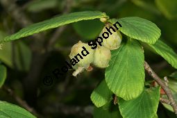 Ährige Scheinhasel, Corylopsis spicata Kauf von 06031corylopsis_spicataimg_8886.jpg