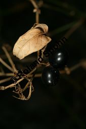 Oleaceae Kauf von 06037jasminum_officinaleimg_5318.jpg