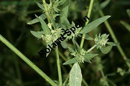 Spreizende Melde, Atriplex patula, Chenopodiaceae, Atriplex patula, Spreizende Melde, Gewöhnliche Melde, Habitus Kauf von 06044atriplex_patulaimg_0004.jpg