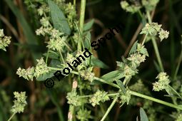 Spreizende Melde, Atriplex patula, Chenopodiaceae, Atriplex patula, Spreizende Melde, Gewöhnliche Melde, Habitus Kauf von 06044atriplex_patulaimg_0006.jpg