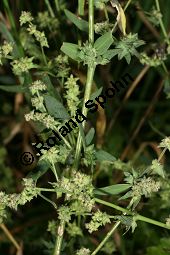 Spreizende Melde, Atriplex patula, Chenopodiaceae, Atriplex patula, Spreizende Melde, Gewöhnliche Melde, Habitus Kauf von 06044atriplex_patulaimg_0007.jpg