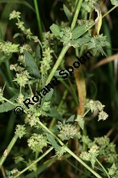 Spreizende Melde, Atriplex patula, Chenopodiaceae, Atriplex patula, Spreizende Melde, Gewöhnliche Melde, Habitus Kauf von 06044atriplex_patulaimg_0008.jpg