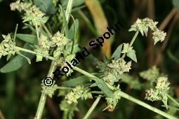 Spreizende Melde, Atriplex patula, Chenopodiaceae, Atriplex patula, Spreizende Melde, Gewöhnliche Melde, Habitus Kauf von 06044atriplex_patulaimg_0009.jpg