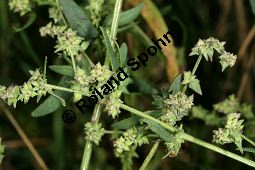 Spreizende Melde, Atriplex patula, Chenopodiaceae, Atriplex patula, Spreizende Melde, Gewöhnliche Melde, Habitus Kauf von 06044atriplex_patulaimg_0010.jpg