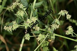 Spreizende Melde, Atriplex patula, Chenopodiaceae, Atriplex patula, Spreizende Melde, Gewöhnliche Melde, Habitus Kauf von 06044atriplex_patulaimg_0011.jpg