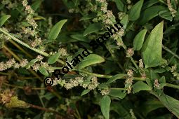 Spreizende Melde, Atriplex patula, Chenopodiaceae, Atriplex patula, Spreizende Melde, Gewöhnliche Melde, Habitus Kauf von 06044atriplex_patulaimg_0018.jpg