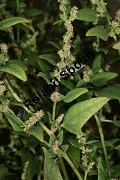 Spreizende Melde, Atriplex patula, Chenopodiaceae, Atriplex patula, Spreizende Melde, Gewöhnliche Melde, Habitus Kauf von 06044atriplex_patulaimg_0019.jpg