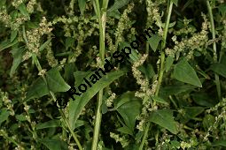 Spreizende Melde, Atriplex patula, Chenopodiaceae, Atriplex patula, Spreizende Melde, Gewöhnliche Melde, Habitus Kauf von 06044atriplex_patulaimg_0020.jpg