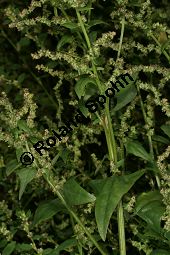 Spreizende Melde, Atriplex patula, Chenopodiaceae, Atriplex patula, Spreizende Melde, Gewöhnliche Melde, Habitus Kauf von 06044atriplex_patulaimg_0021.jpg