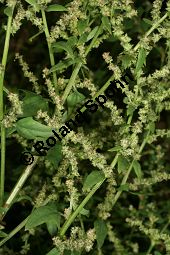 Spreizende Melde, Atriplex patula, Chenopodiaceae, Atriplex patula, Spreizende Melde, Gewöhnliche Melde, Habitus Kauf von 06044atriplex_patulaimg_0022.jpg
