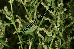 Spreizende Melde, Atriplex patula, Chenopodiaceae, Atriplex patula, Spreizende Melde, Gewöhnliche Melde, Habitus Kauf von 06044atriplex_patulaimg_0023.jpg