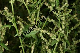 Spreizende Melde, Atriplex patula, Chenopodiaceae, Atriplex patula, Spreizende Melde, Gewhnliche Melde, Habitus Kauf von 06044atriplex_patulaimg_0023.jpg