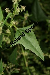 Spreizende Melde, Atriplex patula, Chenopodiaceae, Atriplex patula, Spreizende Melde, Gewöhnliche Melde, Habitus Kauf von 06044atriplex_patulaimg_0024.jpg