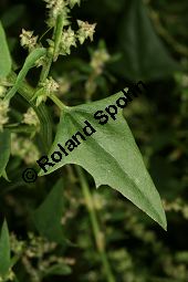 Spreizende Melde, Atriplex patula, Chenopodiaceae, Atriplex patula, Spreizende Melde, Gewhnliche Melde, Habitus Kauf von 06044atriplex_patulaimg_0024.jpg