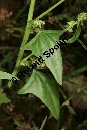 Spreizende Melde, Atriplex patula, Chenopodiaceae, Atriplex patula, Spreizende Melde, Gewöhnliche Melde, Habitus Kauf von 06044atriplex_patulaimg_0025.jpg