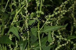 Spreizende Melde, Atriplex patula, Chenopodiaceae, Atriplex patula, Spreizende Melde, Gewöhnliche Melde, Habitus Kauf von 06044atriplex_patulaimg_0027.jpg