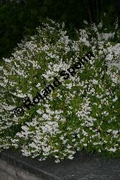 Zierliche Deutzie, Maiblumenstrauch, Deutzia gracilis Kauf von 06048_deutzia_gracilis_img_8550.jpg