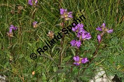 Knäuel-Glockenblume, Knäuelblütige Glockenblume, Campanula glomerata, Campanulaceae, Campanula glomerata, Knäuel-Glockenblume, Knäuelblütige Glockenblume, Habitus blühend Kauf von 06051_campanula_glomerata_img_9363.jpg