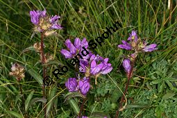 Knäuel-Glockenblume, Knäuelblütige Glockenblume, Campanula glomerata, Campanulaceae, Campanula glomerata, Knäuel-Glockenblume, Knäuelblütige Glockenblume, Habitus blühend Kauf von 06051_campanula_glomerata_img_9364.jpg