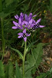 Knäuel-Glockenblume, Knäuelblütige Glockenblume, Campanula glomerata, Campanulaceae, Campanula glomerata, Knäuel-Glockenblume, Knäuelblütige Glockenblume, Habitus blühend Kauf von 06051campanula_glomerataimg_7209.jpg