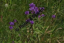 Knäuel-Glockenblume, Knäuelblütige Glockenblume, Campanula glomerata, Campanulaceae, Campanula glomerata, Knäuel-Glockenblume, Knäuelblütige Glockenblume, Habitus blühend Kauf von 06051campanula_glomerataimg_9374.jpg