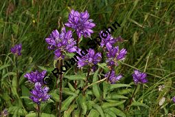 Knuel-Glockenblume, Knuelbltige Glockenblume, Campanula glomerata, Campanulaceae, Campanula glomerata, Knuel-Glockenblume, Knuelbltige Glockenblume, Habitus blhend Kauf von 06051campanula_glomerataimg_9375.jpg