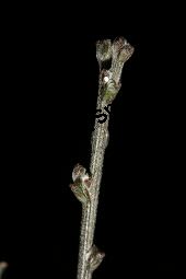 Behaarter Ginster, Genista pilosa, Fabaceae, Genista pilosa, Behaarter Ginster, unreif fruchtend Kauf von 06056_genista_pilosa_img_2127.jpg