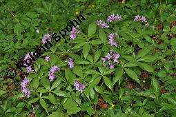 Fingerblättrige Zahnwurz, Cardamine pentaphyllos, Dentaria pentaphyllos Kauf von 06067_cardamine_pentaphyllos_dsc_0144.jpg