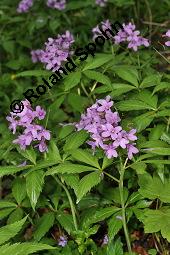 Fingerblttrige Zahnwurz, Cardamine pentaphyllos, Dentaria pentaphyllos Kauf von 06067_cardamine_pentaphyllos_dsc_0145.jpg