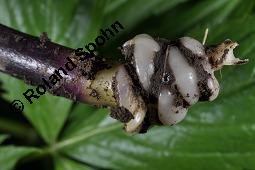 Fingerblättrige Zahnwurz, Cardamine pentaphyllos, Dentaria pentaphyllos Kauf von 06067_cardamine_pentaphyllos_dsc_0147.jpg