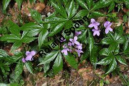 Fingerblättrige Zahnwurz, Cardamine pentaphyllos, Dentaria pentaphyllos Kauf von 06067_cardamine_pentaphyllos_dsc_3619.jpg