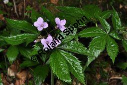 Fingerblttrige Zahnwurz, Cardamine pentaphyllos, Dentaria pentaphyllos Kauf von 06067_cardamine_pentaphyllos_dsc_3620.jpg