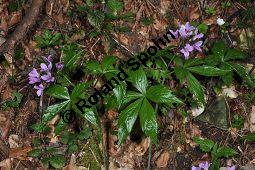 Fingerblttrige Zahnwurz, Cardamine pentaphyllos, Dentaria pentaphyllos Kauf von 06067_cardamine_pentaphyllos_dsc_3621.jpg