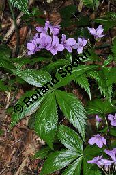 Fingerblttrige Zahnwurz, Cardamine pentaphyllos, Dentaria pentaphyllos Kauf von 06067_cardamine_pentaphyllos_dsc_3622.jpg