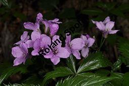 Fingerblättrige Zahnwurz, Cardamine pentaphyllos, Dentaria pentaphyllos Kauf von 06067_cardamine_pentaphyllos_dsc_3623.jpg