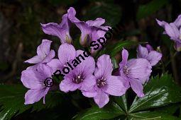 Fingerblättrige Zahnwurz, Cardamine pentaphyllos, Dentaria pentaphyllos Kauf von 06067_cardamine_pentaphyllos_dsc_3624.jpg